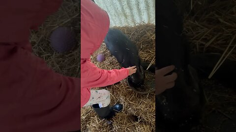 RAIN OR SHINE🌦️ #farmchores #toddlers #farmlife #farmanimals #homestead #reels #fy #pigs #fyp