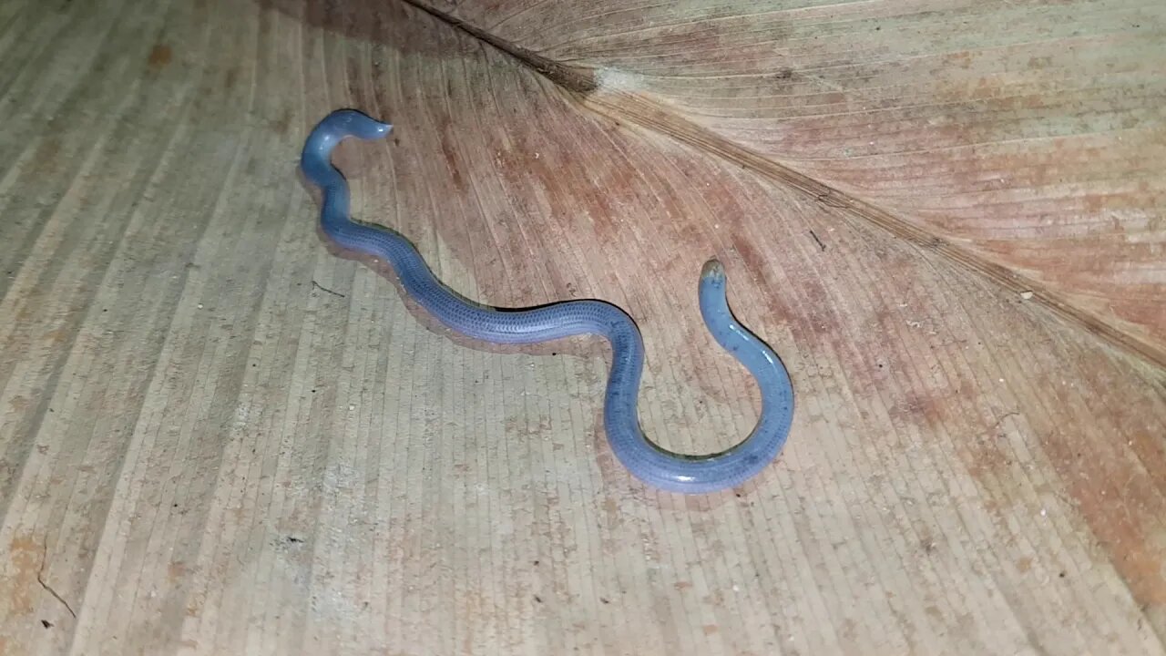 SNAKE OR WORM?? in my pot plant!