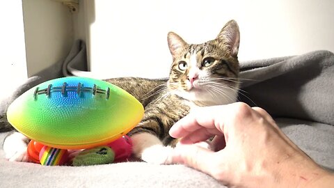 Kitten Gets a Large Rugby Ball