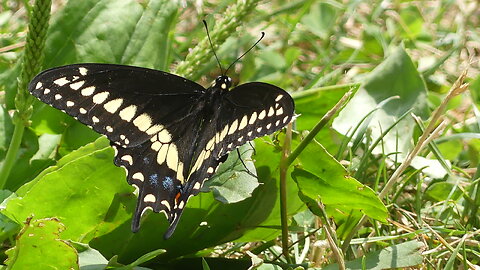 BLACK SWALLOWTAIL (BUTTERFLY) (July 4, 2024)