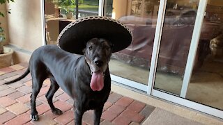 Sombrero-wearing Great Danes enjoy a taste of tacos