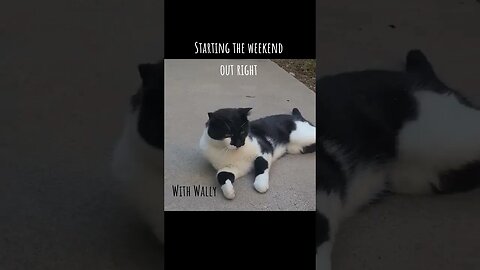 Happy Friday Fri-yay with Wally! 😻😻 #cat #cats #tuxedocat #weekend #happy #relax #fyp