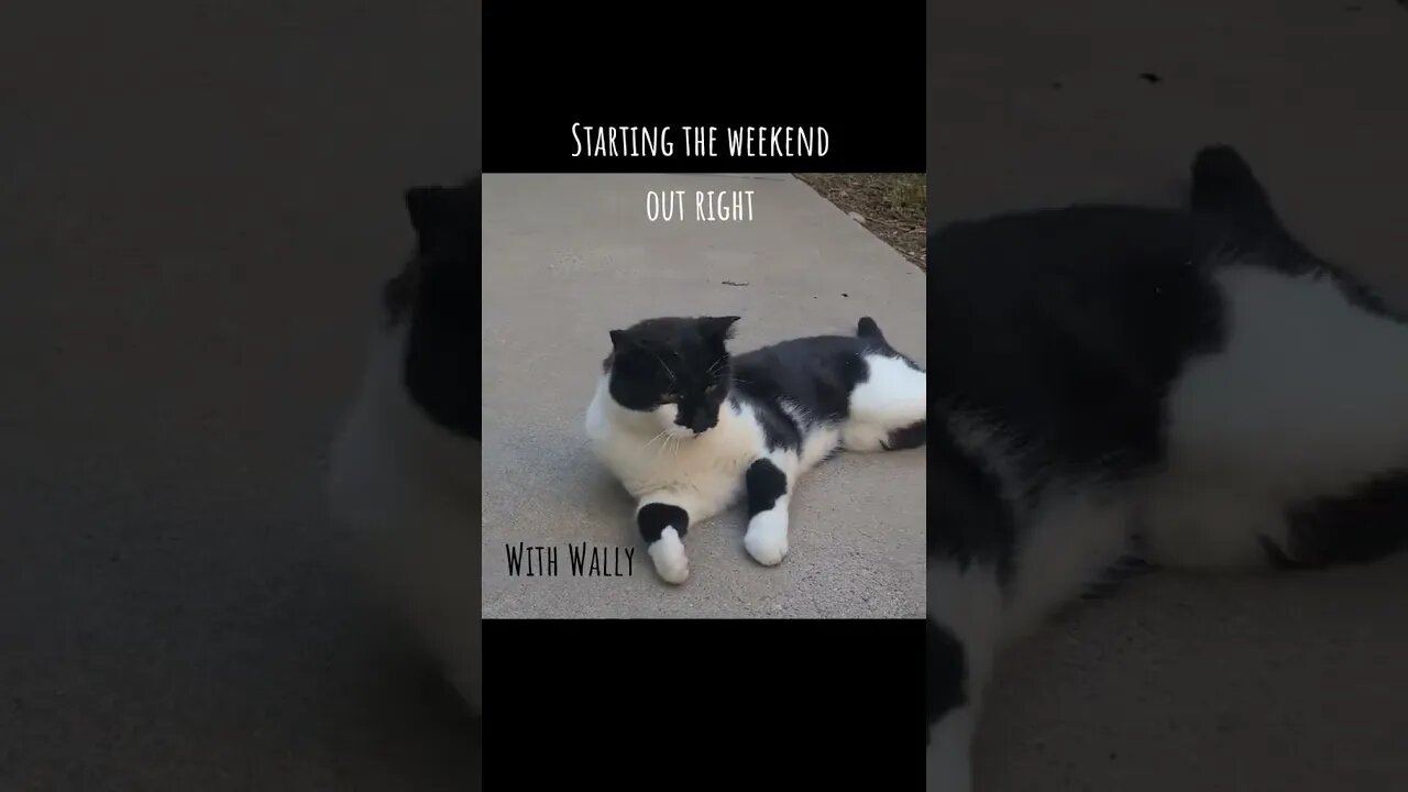 Happy Friday Fri-yay with Wally! 😻😻 #cat #cats #tuxedocat #weekend #happy #relax #fyp