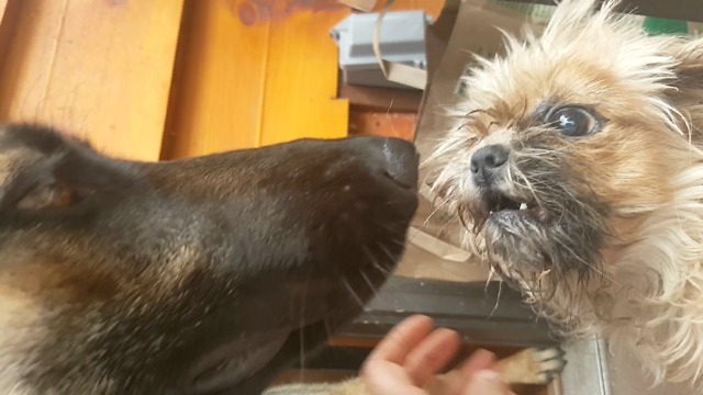 Irate Shih Tzu Disciplines German Shepherd