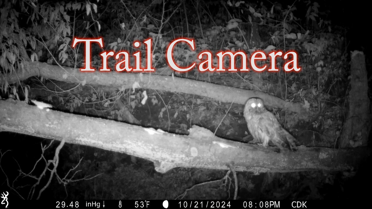 Trail Camera Adventure 13