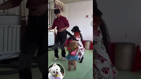 Dog dancing with owner #Shorts #230