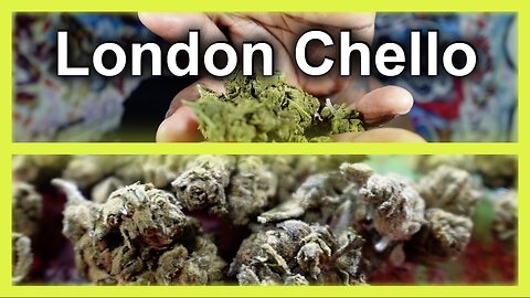 JK Distro's London Chello THCA Flower: A Deep Dive Review & Experience!