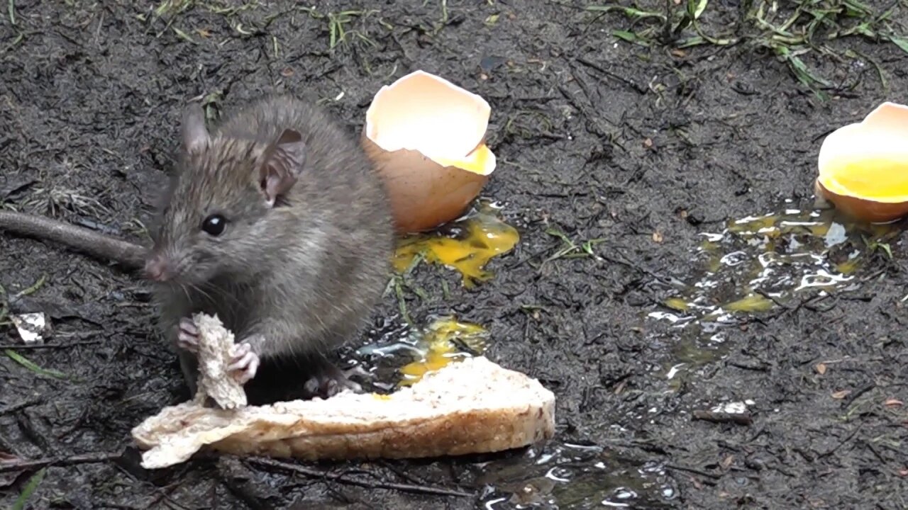 Stewart Island - antics around the hut