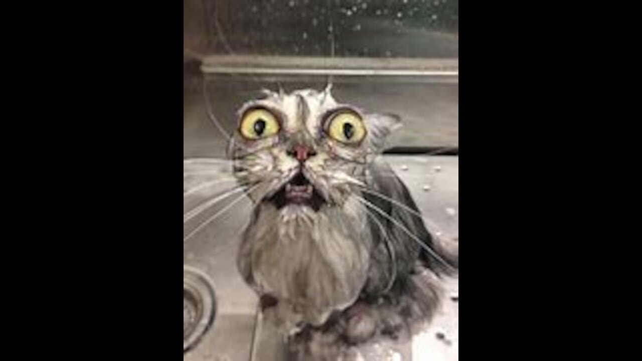 funny Animals Videos 01.05.2021