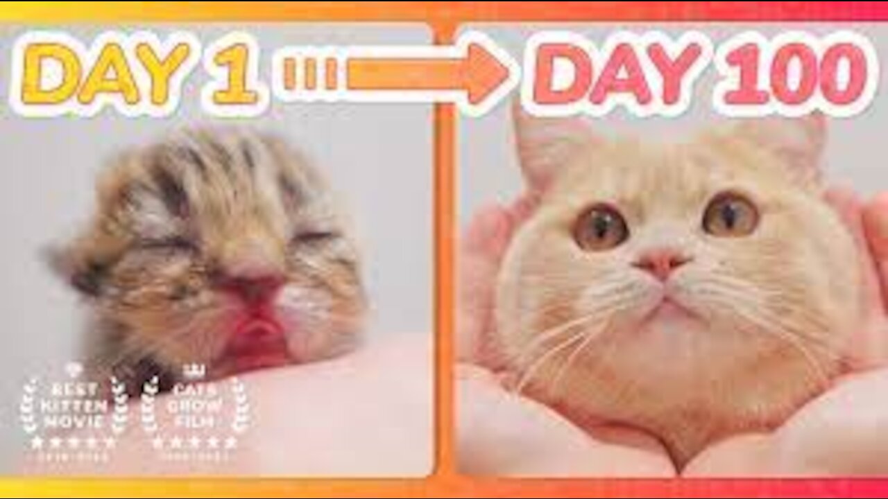 【 Spam This Movie to Who Doesn't Like Cat !!】 Kitten Grow Complete Different in 100 Days