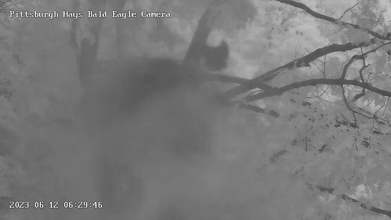Hays Eagles H20 winging it up and prepping for fledge, any day now! 6-12-2023 6:29 am