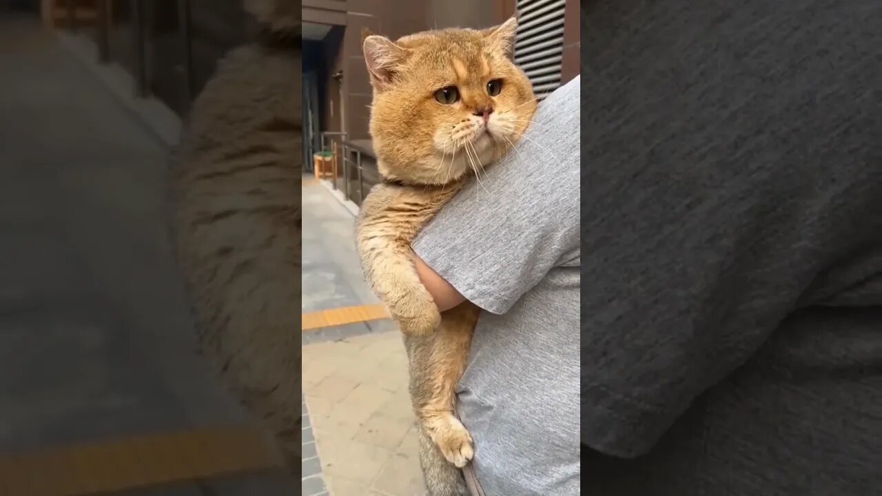 Funny Cat Videos 🤣 #videos #funnyvideo #petvideos