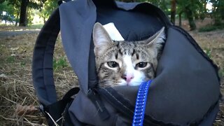 Kitten Hides in a Backpack