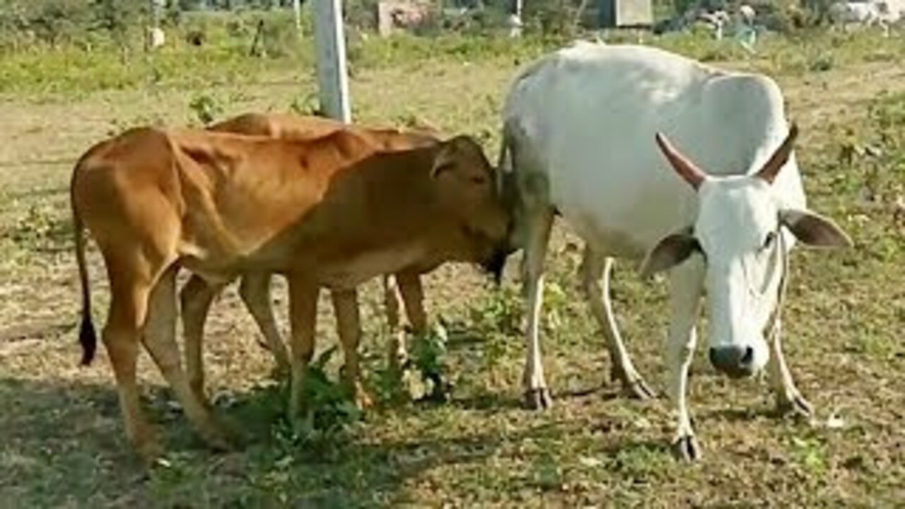 Cow Videos for Children | Cutes Cow for Kids Video | Rapid Kids TV