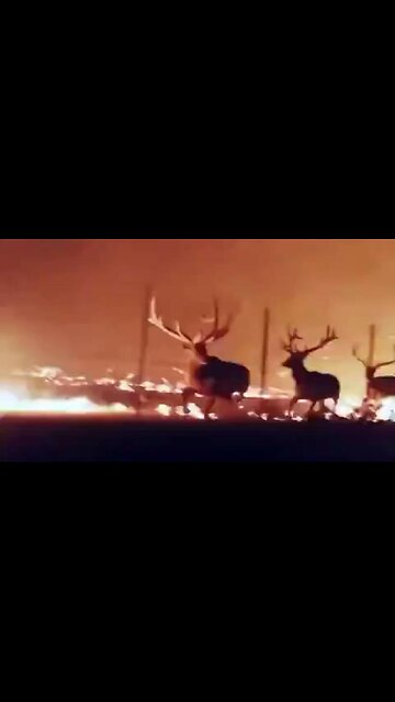 You Won't Believe This ... Half of Wyoming is Now Burning; Bighorn National Forest