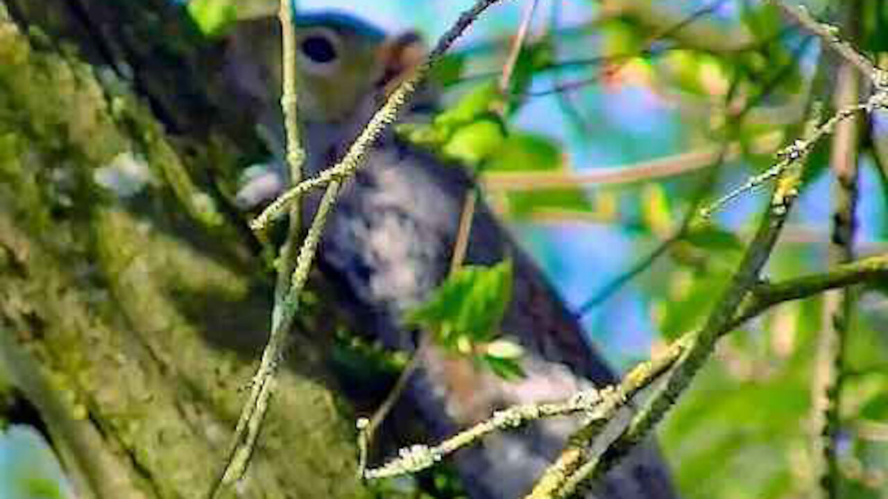 IECV NV #214 - 👀 Grey Squirrel Up The Filbert Tree🐿️ 4-1-2016