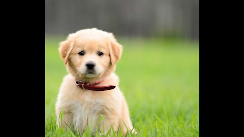 Funny cute puppies (different breeds)