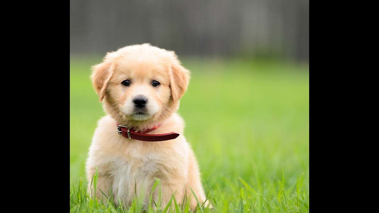 Funny cute puppies (different breeds)