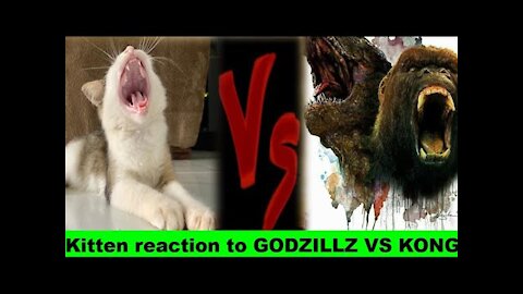 Kitten reaction to Godzilla vs Kong trailer