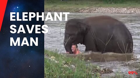 Elephant's Heroic Rescue: Man's Best Friend in the Wild!