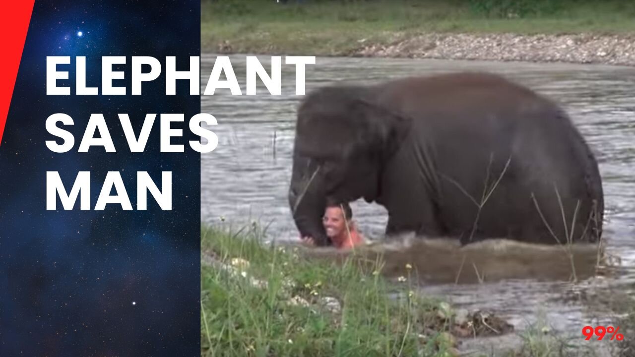 Elephant's Heroic Rescue: Man's Best Friend in the Wild!