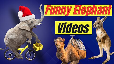 Funny Elephants Pranking Humans at the Zoo | Funny Animal Moments Compilation