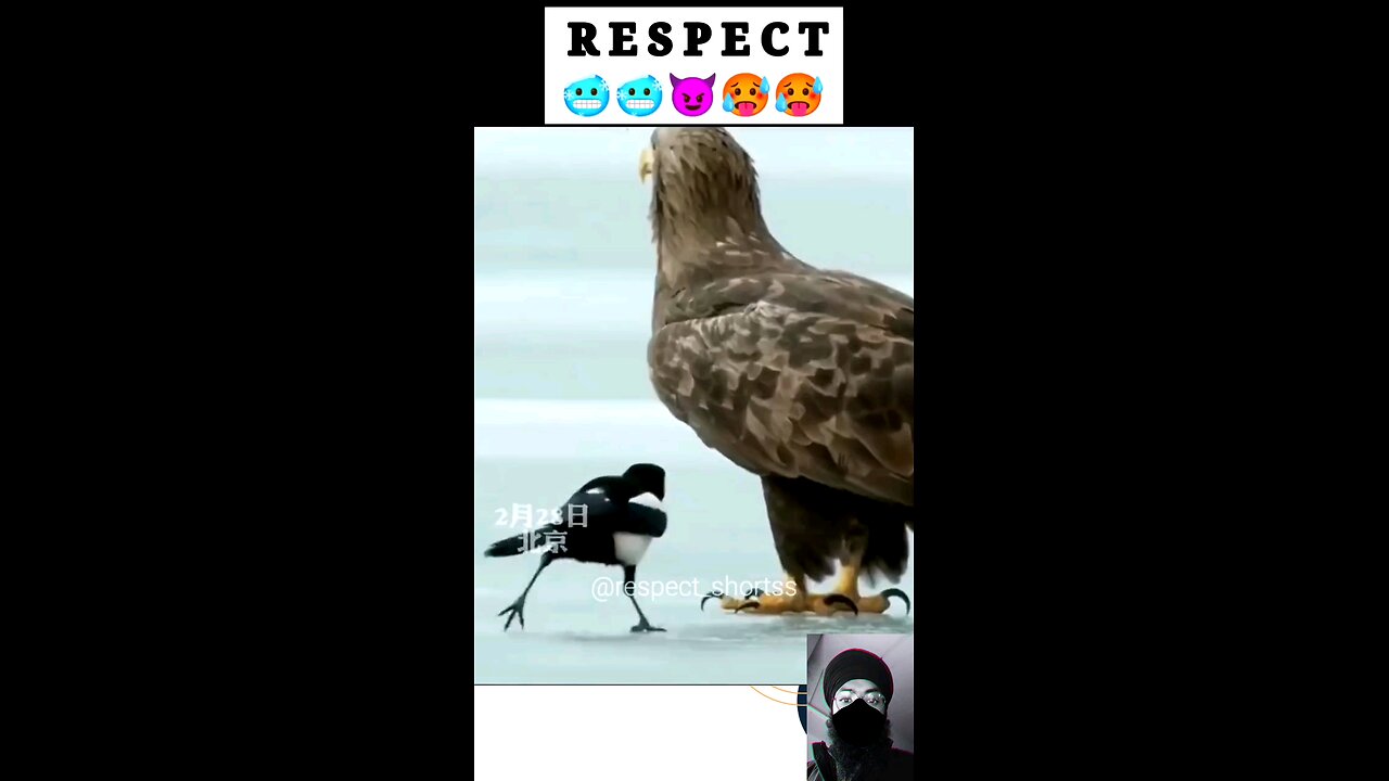 Respect video