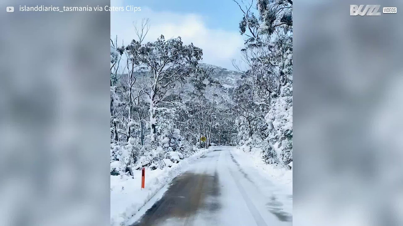 Impressionante: floresta coberta de neve na Tasmânia