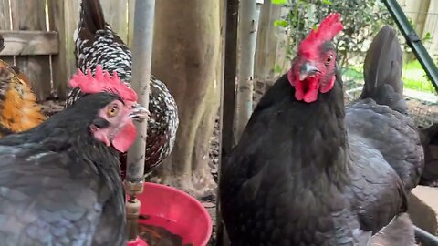 At the Watering Hole: Our ladies getting a drink on a hot Texas day