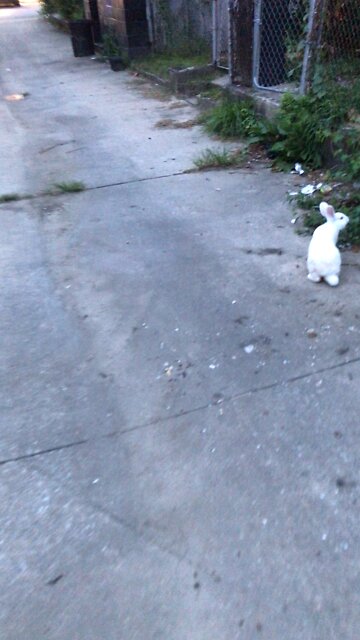 Rabbit stops and go while walking 😱