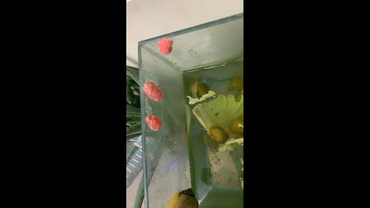 Golden apple snail with its eggs.