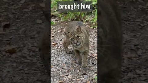 Update on Frankie Bobcat 09 19 2023