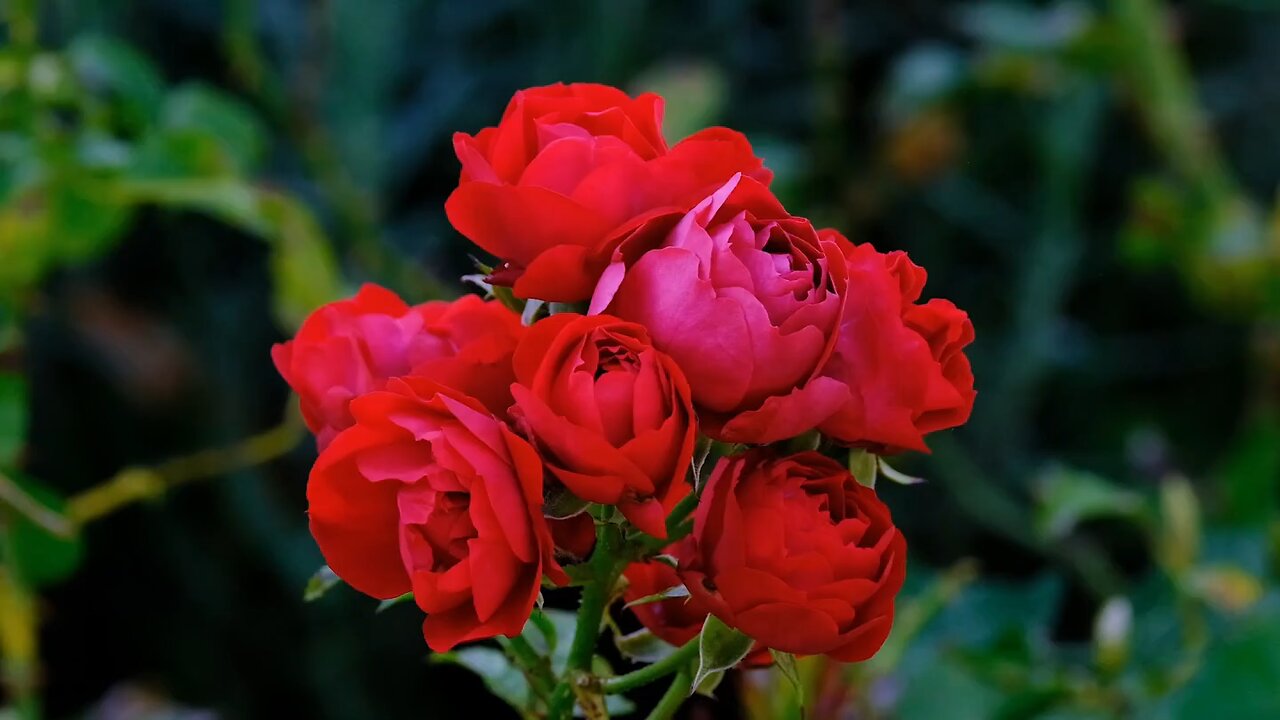 flowers || rose flower || rose || how to grow roses || red roses || rose 🌹