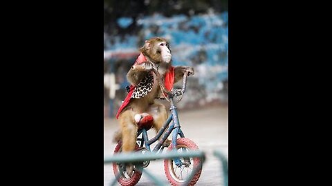 Monkey's cycling is a imaging