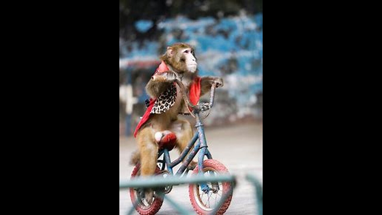 Monkey's cycling is a imaging