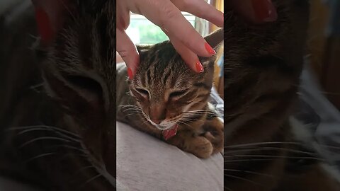 Tootsie gets some netxt needed head scritches #pets #cats