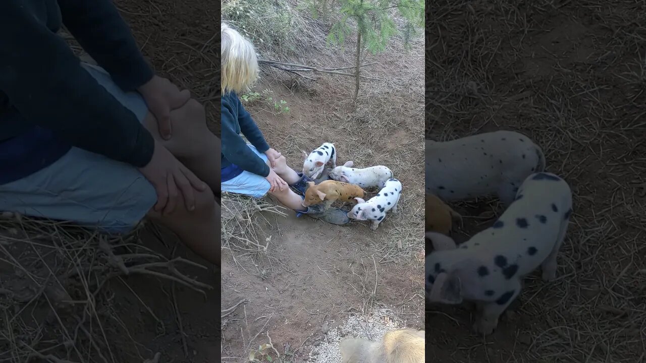 Piglets love chewing on boots.
