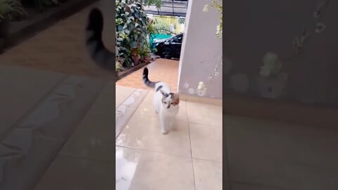 OMG! SO VERY FUNNIEST CAT 💞💞 CAT WALK 👣👣 SO FUNNY🤗 #shorts