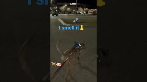 Follow the nose..get food! #funnyvideo #dog #shorts