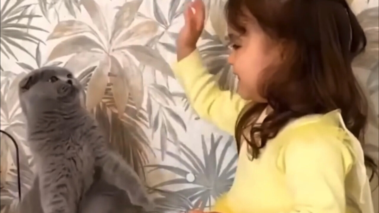 Funny friendship between cats and baby