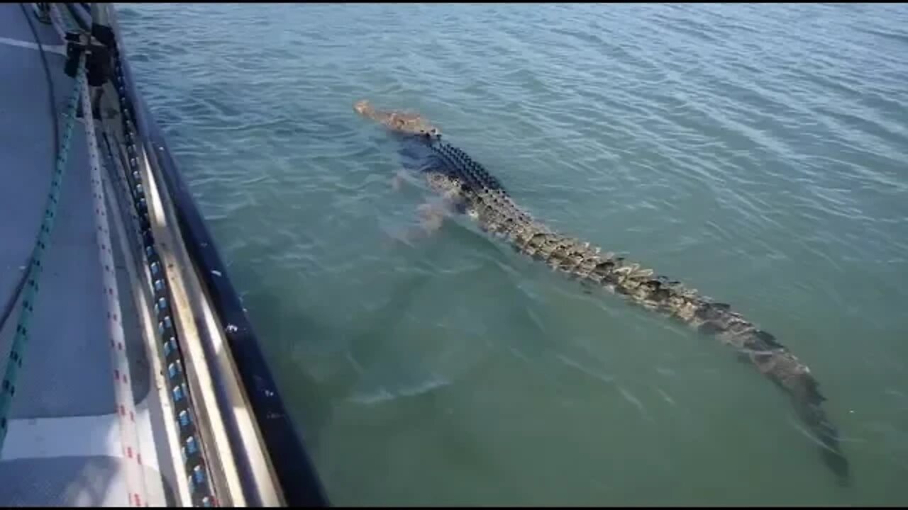 How to Fish with Crocodiles - Free Range Sailing Ep 13