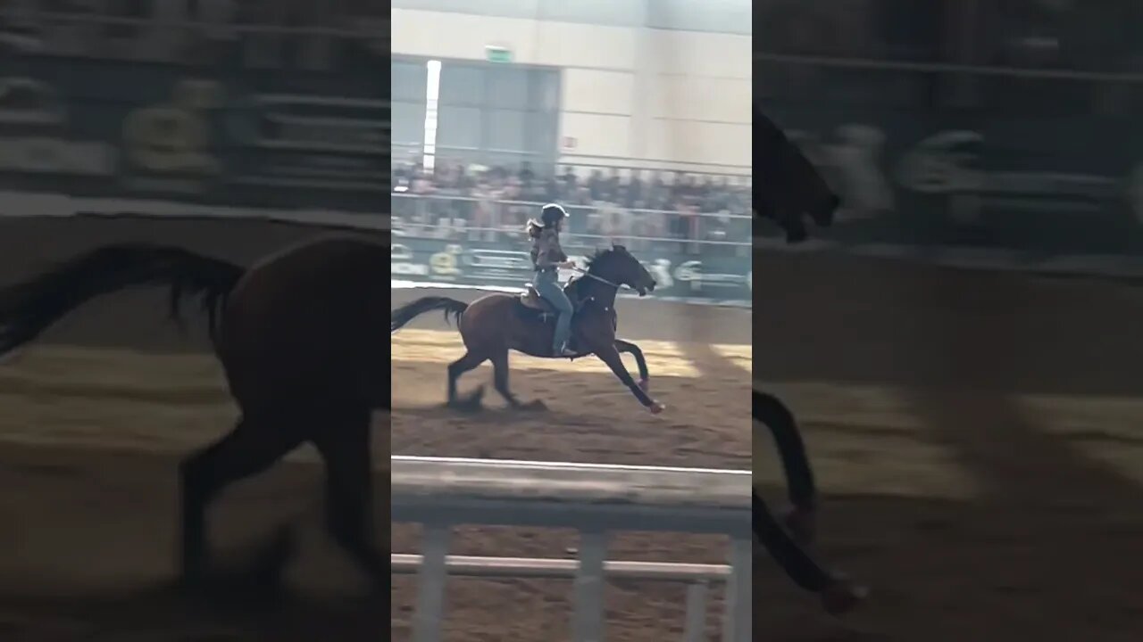 Horse galloping flat out at Fiera Cavalli Verona 2022