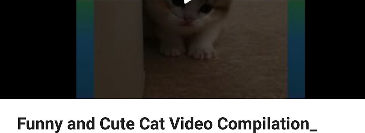 funny and cute cat video compiliation