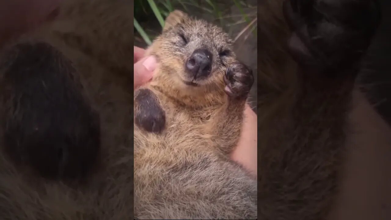 Cute funny Quokka -172