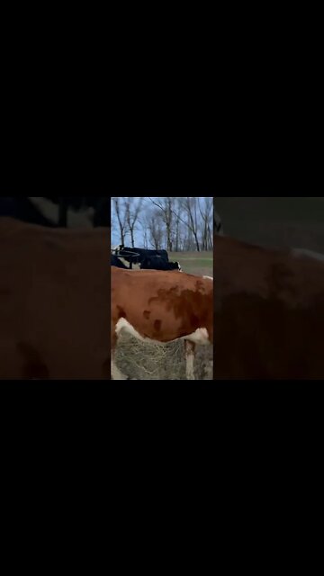 Day 23: 30 days of #calving . #ranch #ranchlife #farm #farmlife #cattle #cow #calf #hay