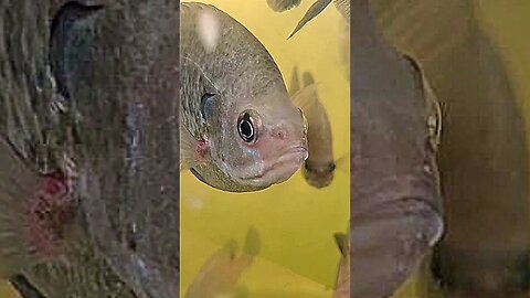 Bluegill in an aquaponics system #shorts