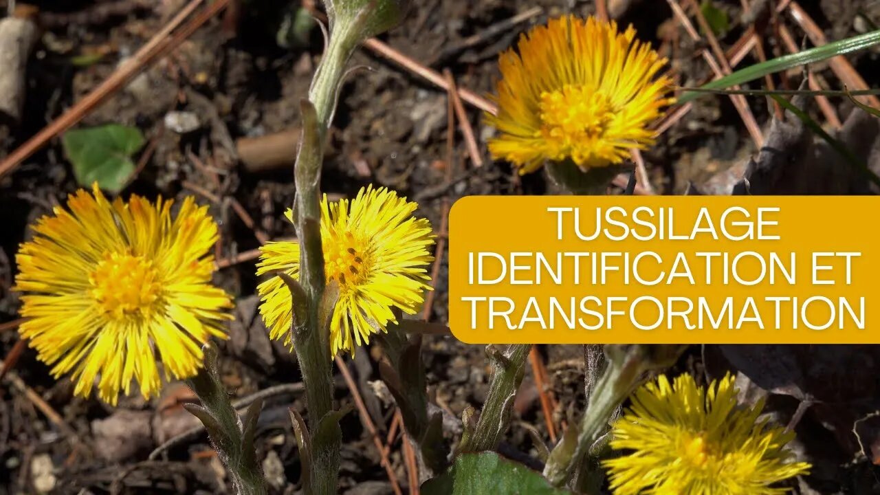 Tussilage son identification et sa transformation 🌼😊: #herboristerie , #jardinage , #tussilage