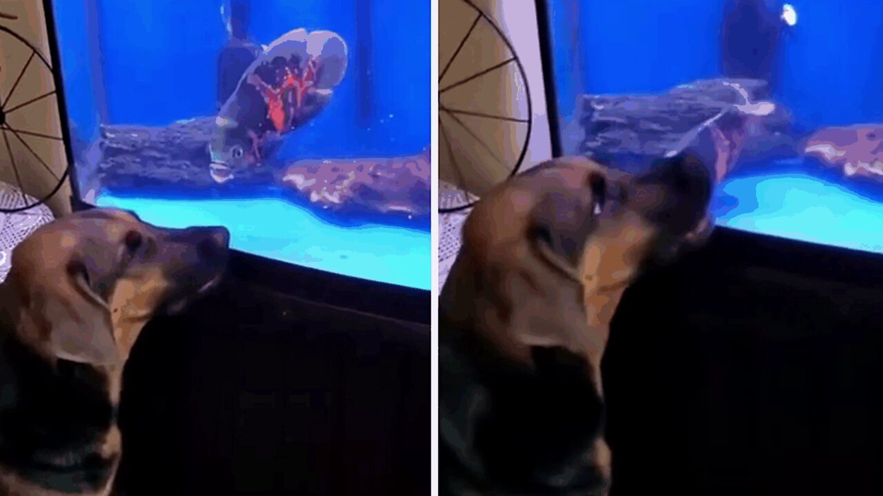 Duel between a dog and a fish.