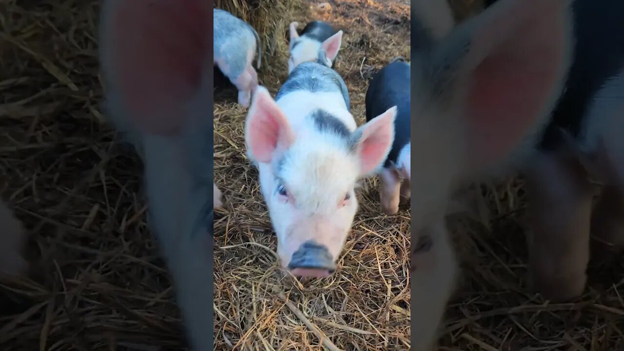 Curious Little Pig Says Hi @UncleTimsFarm #kärnəvór #carnivore #shorts #hereford #freerangepigs