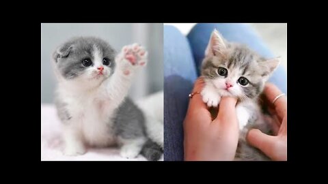 Cute and Funny Cat Videos Compilation